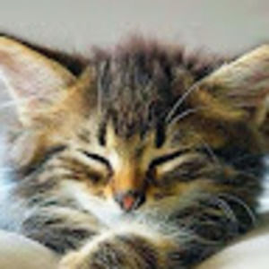 Meet your Posher, Cat